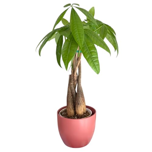 Image of Money Tree Live Plant | 14-22 Inches Tall Bonsai | Easy to Grow Indoor Houseplant | Home, Office, or Room Decor | Birthday, Housewarming Gift (Coral)