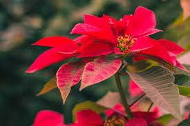 Poinsettia plant live Pack of 2 live colorful plant (B0D54PMB28) Amazon Price History, Amazon Price Tracker