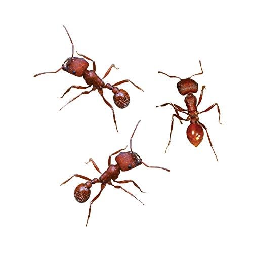 Insect Lore 125 Western Harvester Ants - Grown in USA