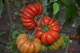 50 SEMI DI POMODORO DI COSTOLUTO FIORENTINO - semi freschi