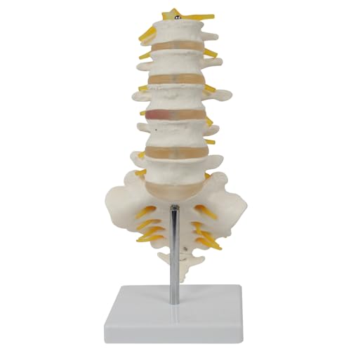 Modelo de columna vertebral con nervios en PVC para el estudio anatómico detallado