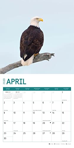 2023 Bald Eagles Wall Calendar By Bright Day, 12X12 Inch, Beautiful Wildlife Nature Bird Photography #TOP7