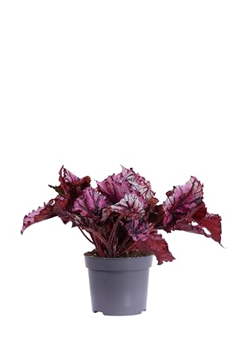 Pianta vera di Begonia Beleaf o Begonia Rex diverse varietà pianta ornamentale colorata da arredo interno per appartamento e ufficio venduta da eGarden.store (Lambada v.12 cm)