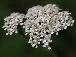 White Yarrow Nice Garden Flower by Seed Kingdom Bulk 1/4 Lb Seeds