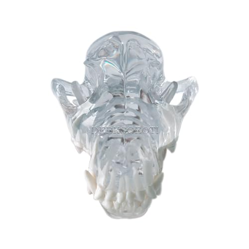 Image of Canine Skull Dog Jaw Dental Model Typodont Oral Clear Teeth Model Pet Clinic Anatomical Tooth for Canine Veterinary Office Education Decoration Demonstrate (Dog Skull Model)
