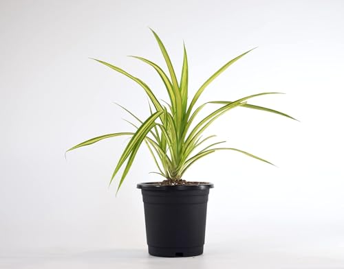 Image of Spider Plant Live Indoor Plant with Pot | Natural Air Purifier | Fast-Growing, Low-Maintenance Chlorophytum for Home & Office Decor | Fresh Healthy Hanging & Table Plant