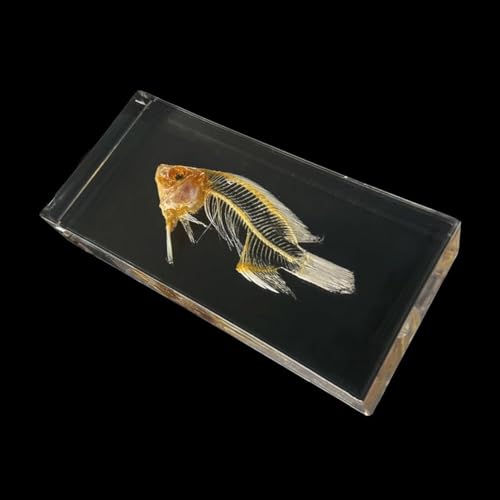 Squelette de poisson modèle d'os naturel pour cabinet de curiosités