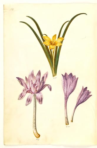 Poster Colchicum Autumnale Hans Simon Holtzbecker | Affiche graffiti art mural 60x90cm