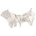 Axis Scientific Human Sphenoid Bone Model | Cast from a Real Human Sphenoid Bone Specimen | Life Size Replica Details All Fissures, Canals, and Processes | Includes Product Manual