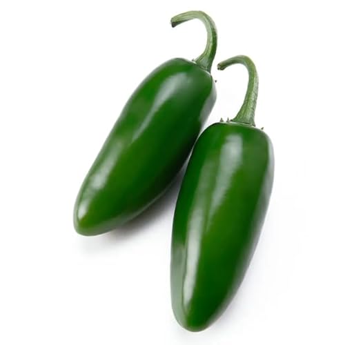 Semillas Pimiento Jalapeño Plantas muy Productivas con Picante Moderado-Alto