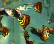 Amazon.com : Aquarium Raised Freshwater Fish