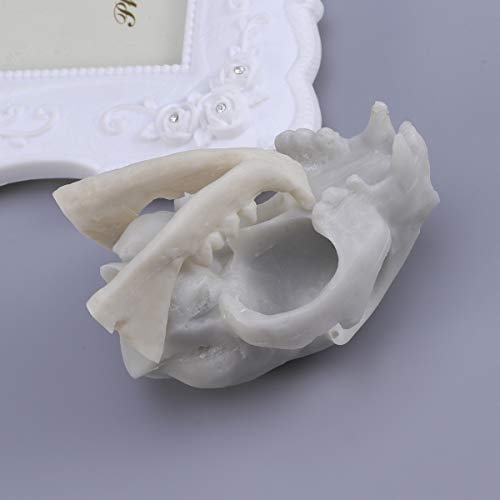 Winomo Resin Fortune Cat Skull Skeleton Model #TOP2