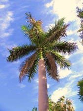 New Fresh 50pcs Green Cuban Royal Palm Tree Seeds