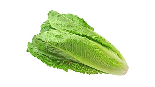 yed garden ice berg lettuce Lactuca sativa 100 seed pack (B07P7HQ61C) Amazon Price History, Amazon Price Tracker