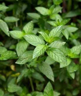 rare pepper mint 4 month old plant, the corn mint, field mint, or wild mint mentha arvensis (B07XYKRKC8) Amazon Price History, Amazon Price Tracker