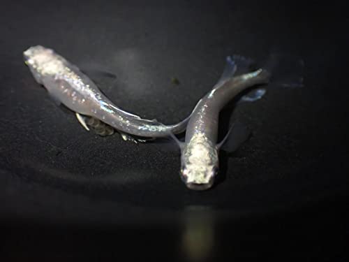 メダカ 卵【プラチナブルージェイ 有精卵10個】ゾウリムシ ミジンコ PSB と同梱可能 生クロレラ同梱不可