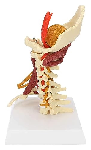 Modèle anatomique d'araignée cervicale de 18 cm pour réviser à la maison - 2