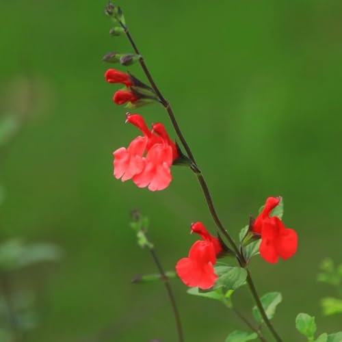 Semi di salvia, perenni Salvia greggii, semi di farfalle selvatiche regali per gli amanti del giardino esotiche da balcone 150pcs