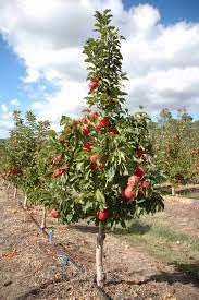 See full amazon price history chart for Apple Tree Plant, Harman 99 (Pack of 2 Live plant) Apple Tree Plant, Harman 99 (Pack of 2 Live plant) (B0DBGJ2GRL) Amazon Price History, Amazon Price Tracker