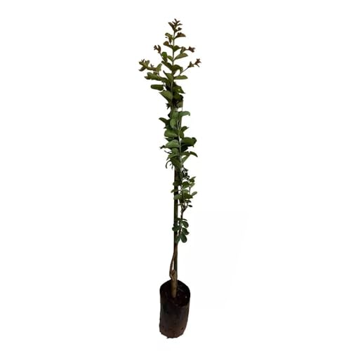 Genérico, Muda de Reseda Rosa 20 a 40cm AMK - Plantas Online