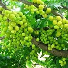 EaglesFord Grafted Amla Indian Gooseberry Phyllanthus Emblica Nelli Amlika Usiri Live Plant Fresh & Healthy