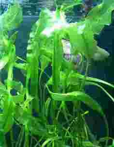 Une plante libre D´aponogeton ulvaceus, plante aquatique