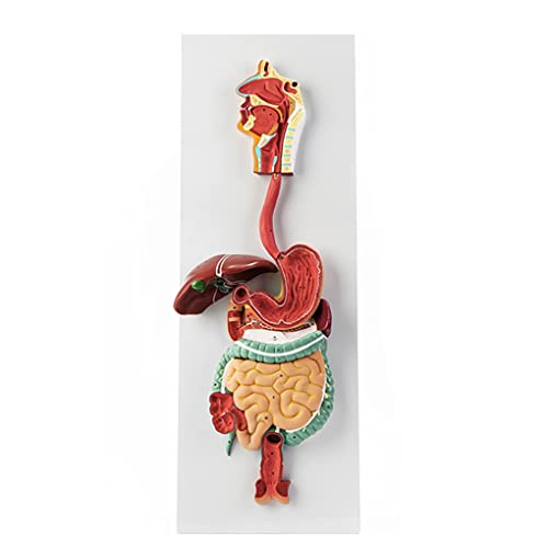 Imagen de Modelos del Aparato Digestivo Humano Tracto Digestivo Sección Gástrica Nasofaringe Intestino Grueso Anatomía Estómago Modelo Anorectología Aparato Digestivo Humano Enseñanza 3Partes