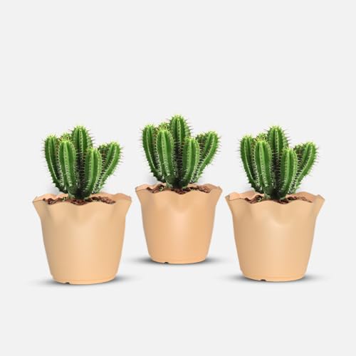 Image of YUCCABE ITALIA SHERA Flower Plastic Flower Pot Unbreakable Round Shape Planter with Drainage Holes Planter Suitable for Home Garden Seedling Indoor and Outdoor (Beige, 6 INCH - 3 Pcs)