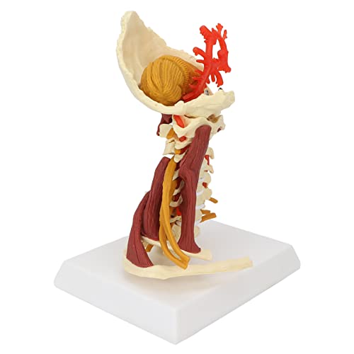 Image of Cervical Spine Model,Removable Human Spinal Model, for Doctor Patient Communication Science Classroom Study Display Teaching Model