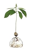 🌰 𝗞𝗔𝗦𝗧𝗔𝗡𝗜𝗘𝗡 gibts im Herbst in jedem Biergarten umsonst und sie eigenen sich mit dem richtigen Schnitt auch super als kleine Bonsai Kastanienbäume - probiere es aus und staune.