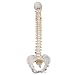 3B Scientific A58/4 Classic Flexible Spine Model with Female Pelvis, 29.1" Height