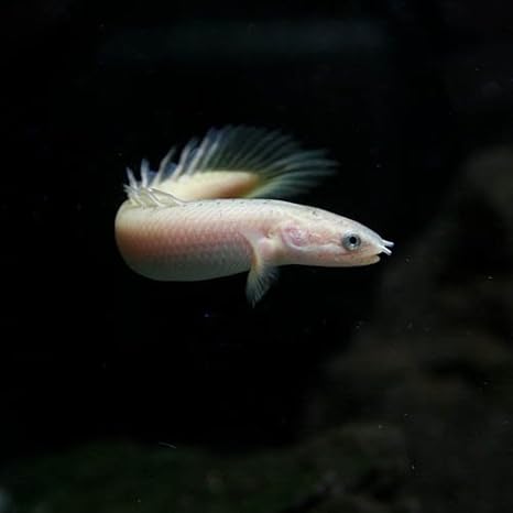 Amazon 熱帯魚 ゴールデンセネガルス 約6 8cm 1匹 ペット用品 通販