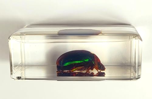 Image of 44mm Real Blue Green Christmas Beetle in Crystal Clear Lucite Resin Specimen Preserved Animal Insect Bug Taxidermy Collection for Biology Science Education & Desk Ornament Display