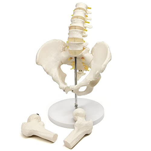 Image of EVOTECH SCIENTIFIC Male Pelvis Model with 5 Lumbar Spine, W /Removable Femur Head, Life Size Anatomy Medical Model for Science Education, Medical Demonstration Tool
