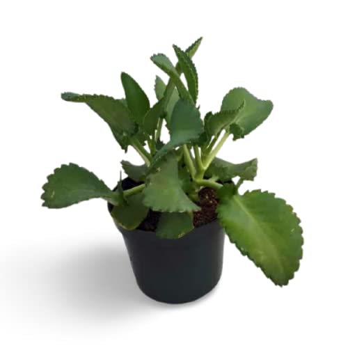 OhhSome Office Plant Succulent Kalonche Fedtschenkoi Live/Kalanchoe Succulents For Desk Mini Decorations (Healthy Plant) (B09K4F95J9) Amazon Price History, Amazon Price Tracker