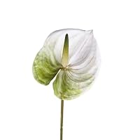 20 Fiori Artificiali Anthurium Real Touch – Bianco, In PU, Lunghi 32 Cm, Per Decorazione Casa E Composizioni Floreali - 2