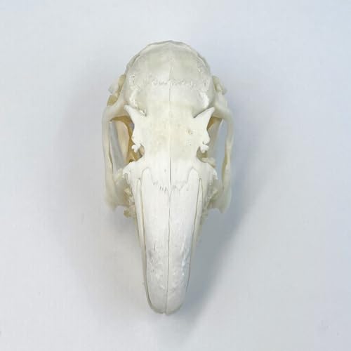 Image of Taxidermy Real Cottontail Rabbit Animals Skull Decor - Model Animals Bones Specimen,Taxidermy Supplies for Science Education,Collection (Rabbit)