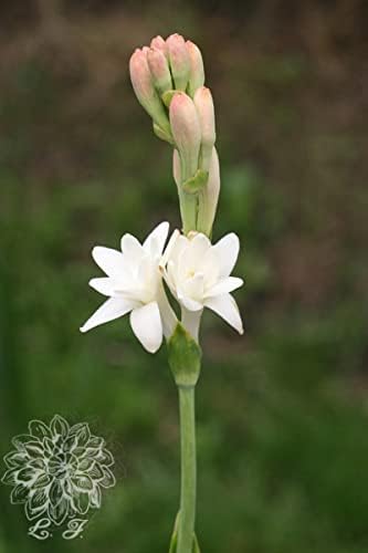 Amazon チューベローズ 球根 ハーディ レア 多年生植物 ナチュラル ガーデニング ガーデン シンプルな植栽 ガーデニング ガーデンデコレーション 生きている緑の植物 絶妙な 切り花 切り花 18バルブ 液肥 活力剤