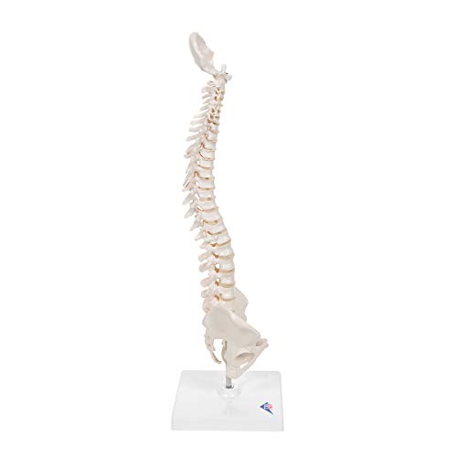 Image of 3B Scientific A18 /21 Mini Human Spinal Column Model - Flexible, On Base, 17.3 inch Height