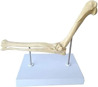 Study Model Educational Dolls Dog Ear Structure Anatomy Animal Organ Model Canine Dog Ear Anatomical Model Teaching Model for Animal Health Care Veterinary SaiFei