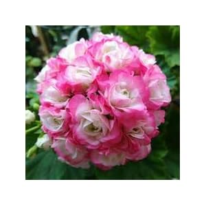 Bellfarm geranio Bonsai Red Rose & Light Fiori rosa con Sharp d’angolo impianto * Semi (senza suolo), 10pcs/pack, packgage professionale