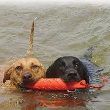 KONG Training Dummy Rope Bumper Dog Toy - Durable Floating Retriever for Fetch & Training - 2 Pack (Orange, Large) - Image 4