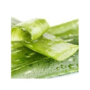 Generic Fresh 100 stks Aloë Vera Planten ZADEN voor opplant Lichtgroen 1