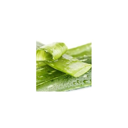 Generic Färska 100st Aloe Vera Växter FRÖER för plantering Ljusgrön 1