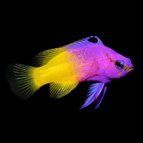 Captive Bred Royal Gramma