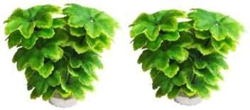 Kapoor pets Plants for Aquarium Decorations Green Plastic Plants Aquarium- Plant Aquarium Plant Anchor Pack of 2 Aquarium Plant Anchor ((Plant Anchors2) (B0974PTX8W) Amazon Price History, Amazon Price Tracker