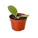 Hoya 'Obovata' - 4" Pot - Wax Plant