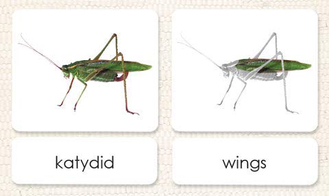 Parts of The Katydid 3-Part Photo Cards
