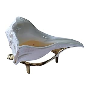 Samyuktha Original Muschelhorn mit Ständer 12,7cm