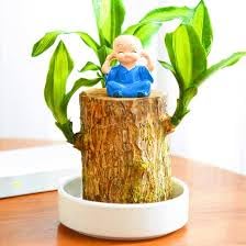 See full amazon price history chart for Brazilian lucky wood tree plant, Brazil lucky wood plant indoor brazilian good luck plant 1 live plant Brazilian lucky wood tree plant, Brazil lucky wood plant indoor brazilian good luck plant 1 live plant (B0DHP7H57H) Amazon Price History, Amazon Price Tracker